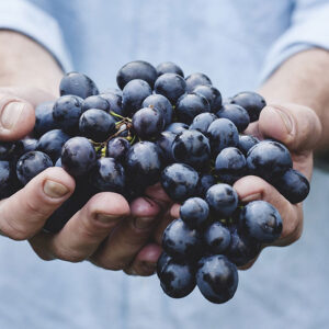 Frutta Fresca