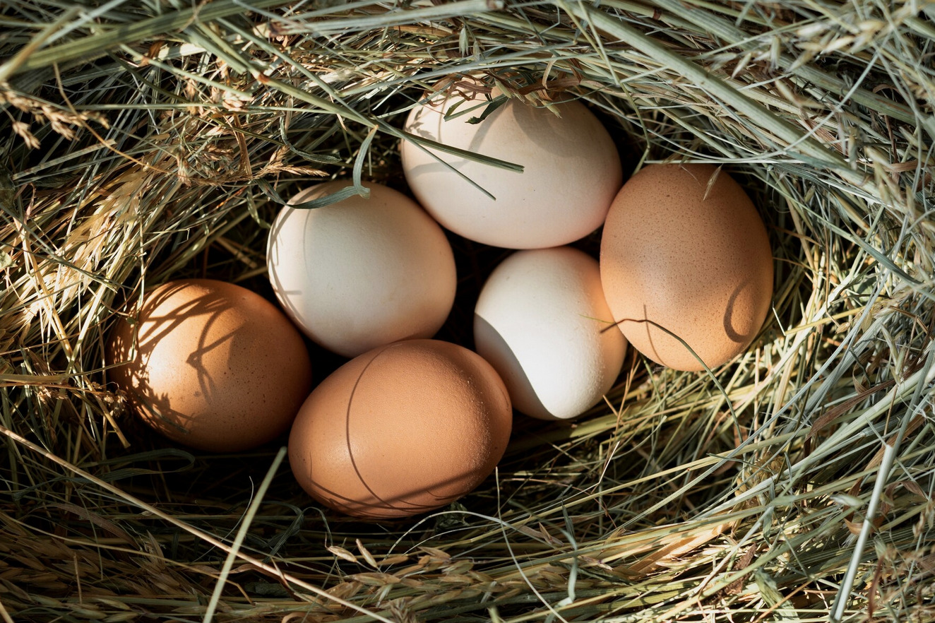 uova fresche da galline ruspanti