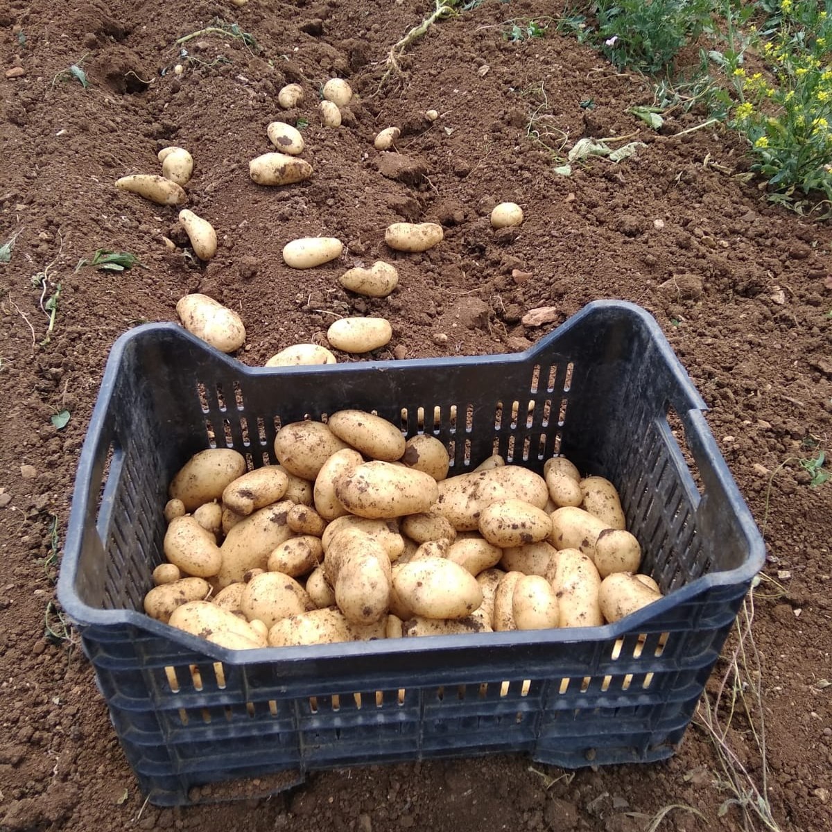 188626987 767490067200757 2054929891924564164 n