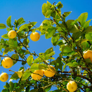 limoni