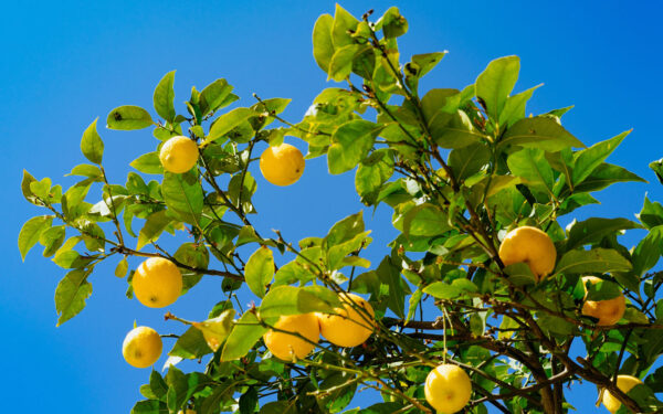 limoni