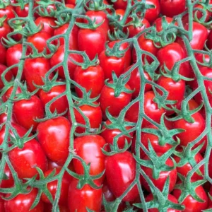 pomodoro datterino