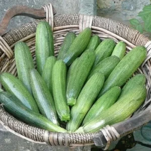 zucchine genovesi