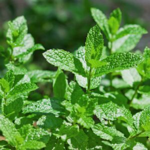 menta