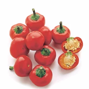 peperoncino dolce tondo