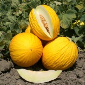 melone giallo
