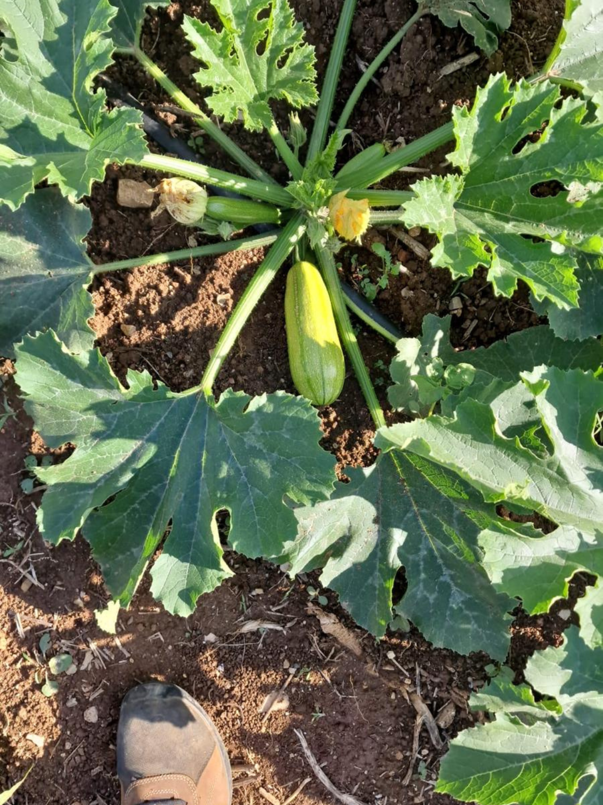 progetto senza titolo 2025 08 07t120006.290