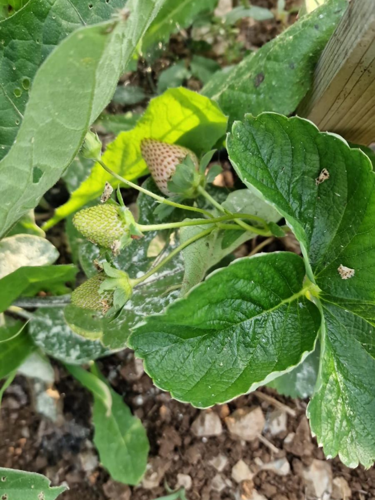 progetto senza titolo 2025 08 07t120037.965