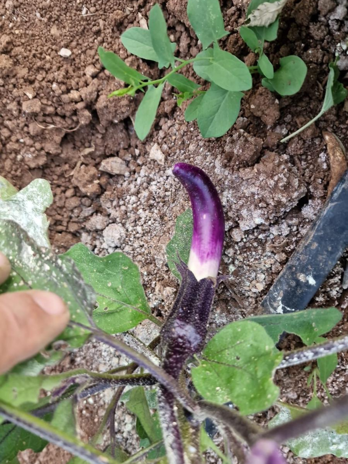 progetto senza titolo 2025 08 07t120108.042