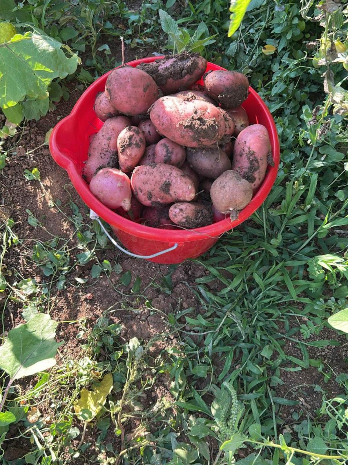 progetto senza titolo 2025 08 07t120241.690