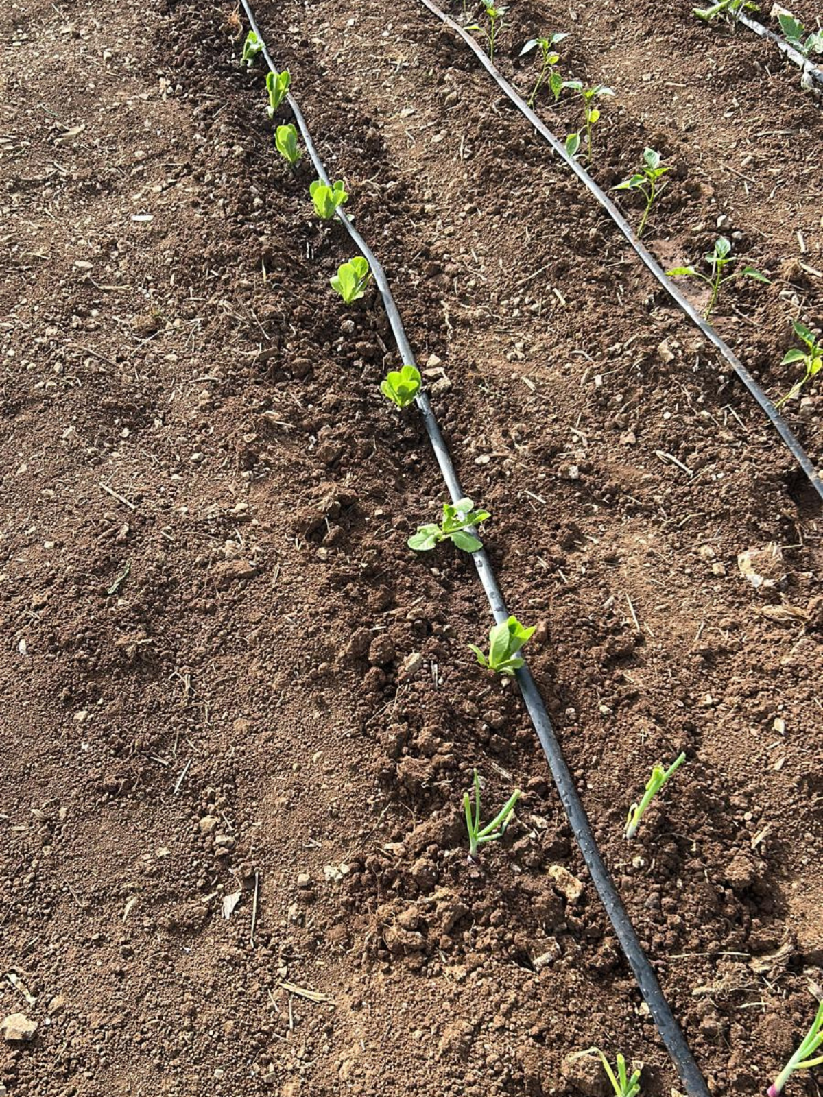 progetto senza titolo 2025 08 07t120320.522