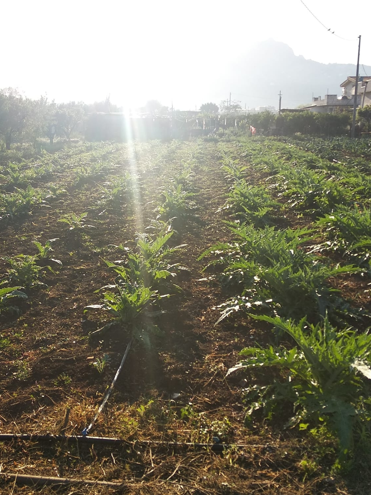 progetto senza titolo 2025 08 07t123642.628